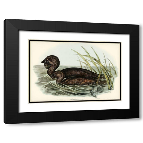 Musk Duck-Biziura lobata Black Modern Wood Framed Art Print with Double Matting by Gould, John