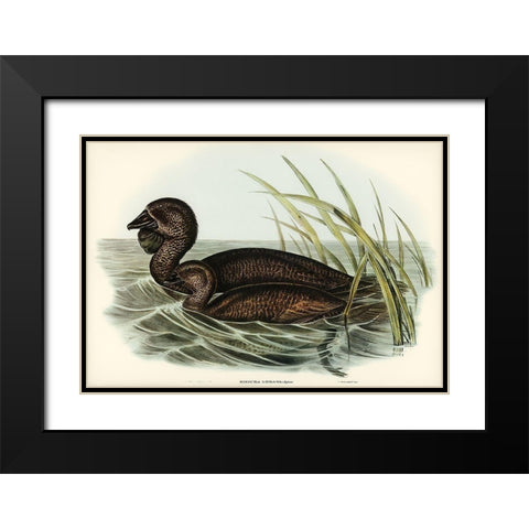 Musk Duck-Biziura lobata Black Modern Wood Framed Art Print with Double Matting by Gould, John