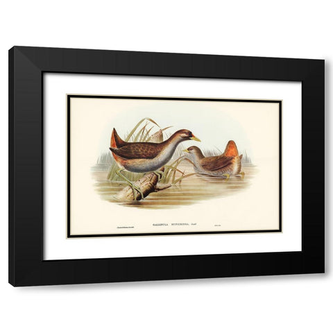 Rufous-vented Gallinule-Gallinula ruficrissa Black Modern Wood Framed Art Print with Double Matting by Gould, John