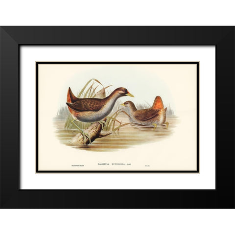 Rufous-vented Gallinule-Gallinula ruficrissa Black Modern Wood Framed Art Print with Double Matting by Gould, John
