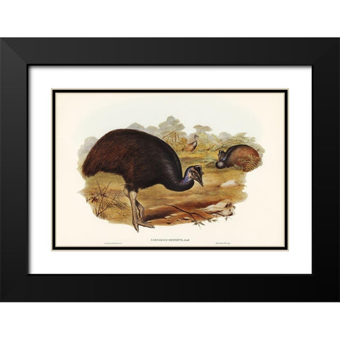 Bennetts Cassowary-Casuarius Bennetti Black Modern Wood Framed Art Print with Double Matting by Gould, John