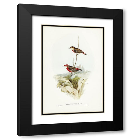 Tricoloured chat-Ephthianura tricolor Black Modern Wood Framed Art Print with Double Matting by Gould, John