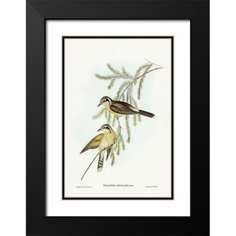 Black-eared Cuckoo-Chalcites osculans Black Modern Wood Framed Art Print with Double Matting by Gould, John