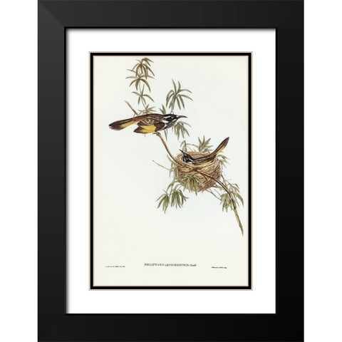Long-billed Honey-eater-Meliphaga longirostris Black Modern Wood Framed Art Print with Double Matting by Gould, John