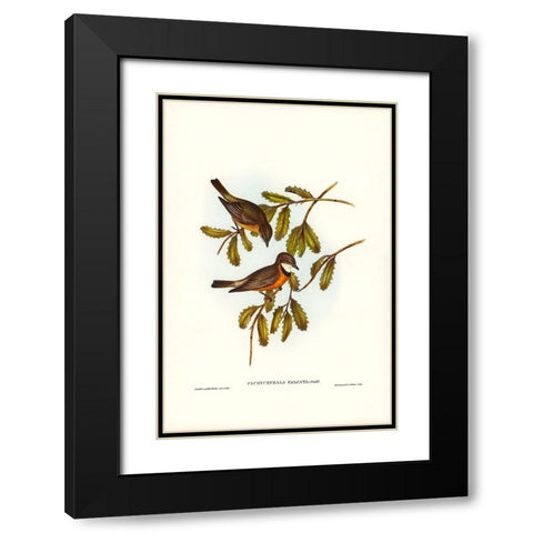 Lunated Pachycephala-Pachycephala falcata Black Modern Wood Framed Art Print with Double Matting by Gould, John