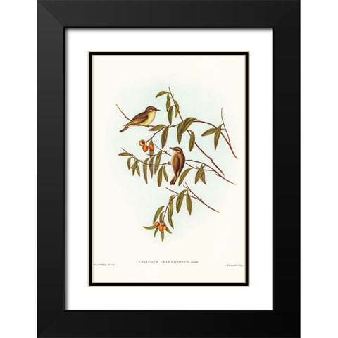 Green-backed Gerygone-Gerygone chloronotus Black Modern Wood Framed Art Print with Double Matting by Gould, John