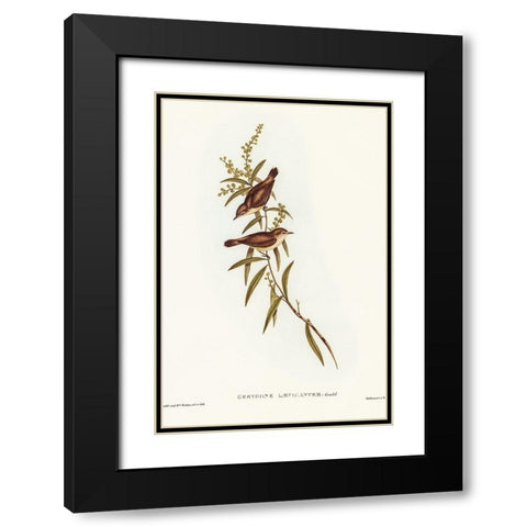 Buff-breasted Gerygone-Gerygone laevigaster Black Modern Wood Framed Art Print with Double Matting by Gould, John