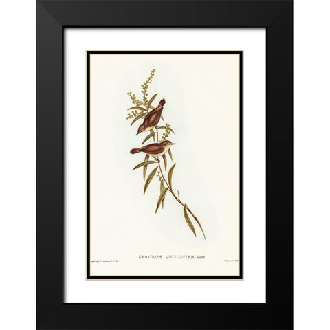 Buff-breasted Gerygone-Gerygone laevigaster Black Modern Wood Framed Art Print with Double Matting by Gould, John