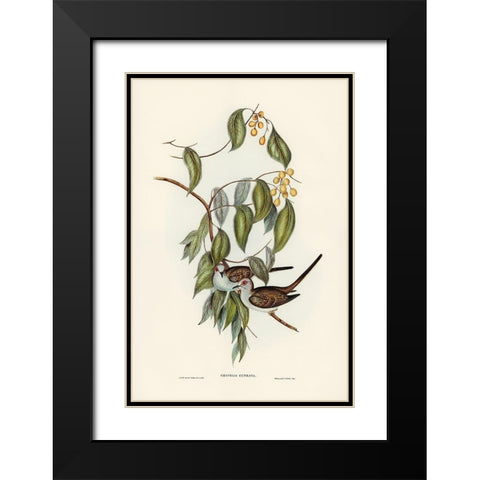 Greaceful Ground Dove-Geopelia cuneata Black Modern Wood Framed Art Print with Double Matting by Gould, John