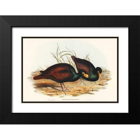 Gnathodon-Gnathodon strigirostris Black Modern Wood Framed Art Print with Double Matting by Gould, John