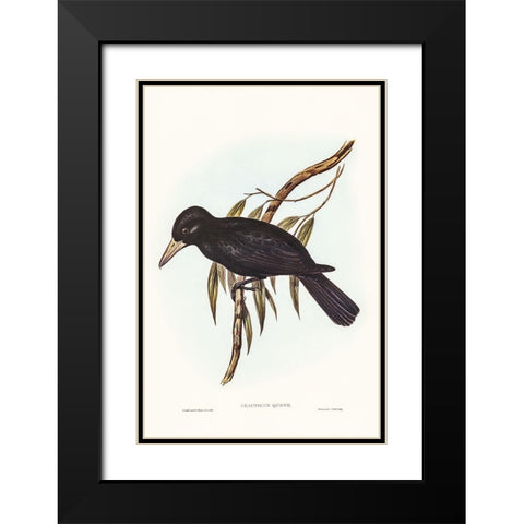 Quoyâ€™s Crow-Shrike-Cracticus Quoyii Black Modern Wood Framed Art Print with Double Matting by Gould, John