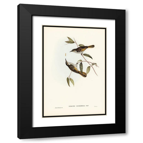 Cockerells Honey-eater-Ptilotis Cockerelli Black Modern Wood Framed Art Print with Double Matting by Gould, John