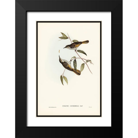 Cockerells Honey-eater-Ptilotis Cockerelli Black Modern Wood Framed Art Print with Double Matting by Gould, John