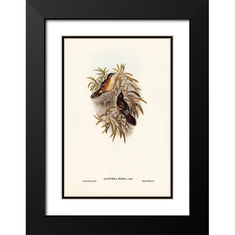 Great Acanthiza-Acanthiza magna Black Modern Wood Framed Art Print with Double Matting by Gould, John