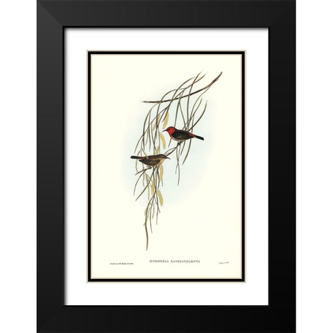 Sanguineous Honey-eater-Myzomela sanguincolenta Black Modern Wood Framed Art Print with Double Matting by Gould, John