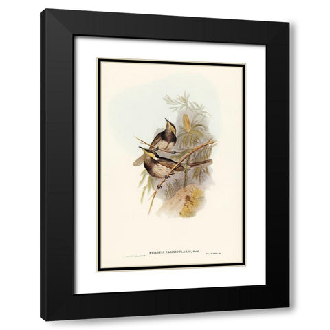 Fasciated Honey-eater-Ptilotis fasciogularis Black Modern Wood Framed Art Print with Double Matting by Gould, John