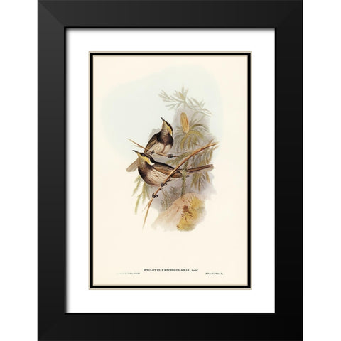 Fasciated Honey-eater-Ptilotis fasciogularis Black Modern Wood Framed Art Print with Double Matting by Gould, John