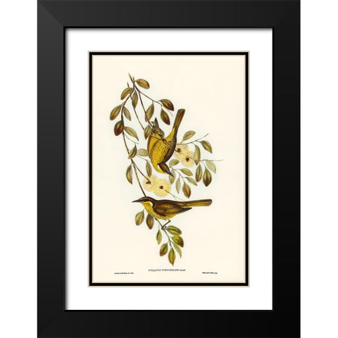 Varied Honey-eater-Ptilotis versicolor Black Modern Wood Framed Art Print with Double Matting by Gould, John