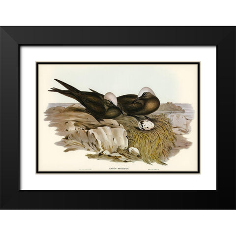 Noddy Tern-Anous Stolidus Black Modern Wood Framed Art Print with Double Matting by Gould, John