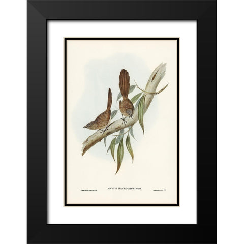 Large-tailed Wren-Amytis macrourus Black Modern Wood Framed Art Print with Double Matting by Gould, John
