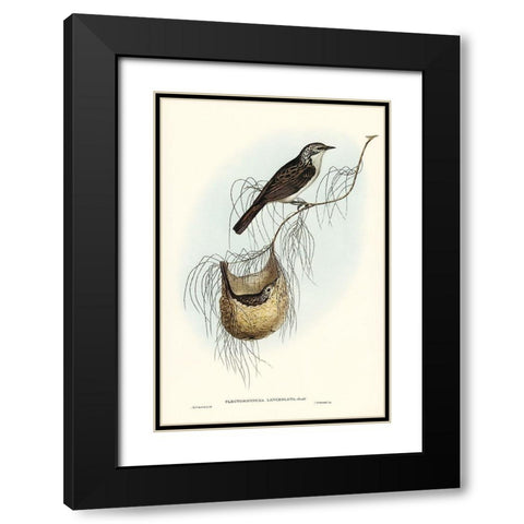 Lanceolate Honey-eater-Plectorhyncha lanceolata Black Modern Wood Framed Art Print with Double Matting by Gould, John