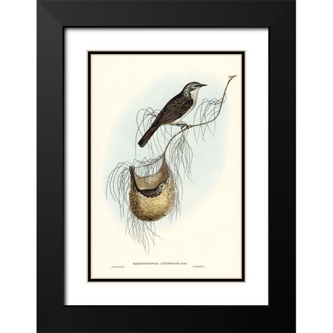 Lanceolate Honey-eater-Plectorhyncha lanceolata Black Modern Wood Framed Art Print with Double Matting by Gould, John