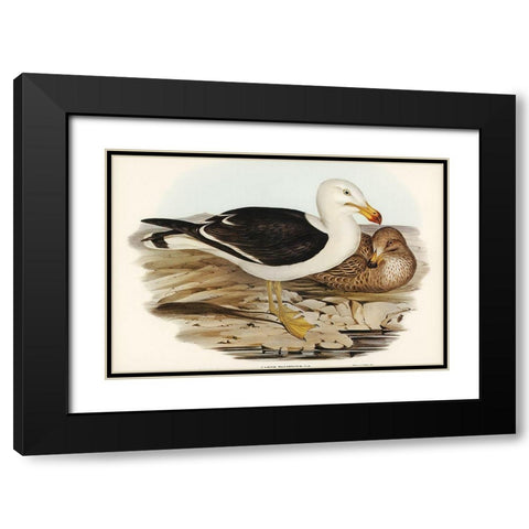 Pacific Gull-Larus Pacificus Black Modern Wood Framed Art Print with Double Matting by Gould, John