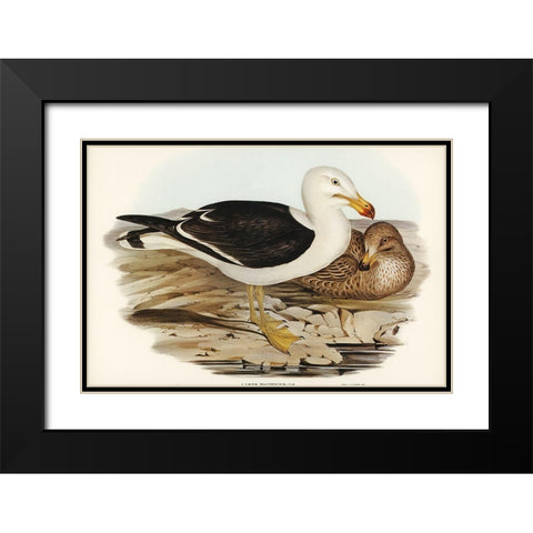 Pacific Gull-Larus Pacificus Black Modern Wood Framed Art Print with Double Matting by Gould, John