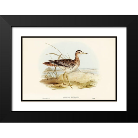 Bartrams Sandpiper-Actiturus Bartramius Black Modern Wood Framed Art Print with Double Matting by Gould, John