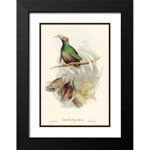 Standard-Wing-Semioptera Wallacei Black Modern Wood Framed Art Print with Double Matting by Gould, John