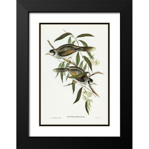 Garrulous Honey-eater-Myzantha garrula Black Modern Wood Framed Art Print with Double Matting by Gould, John