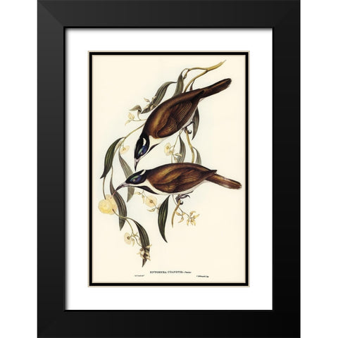 Blue-faced Entomyza-Entomyza cyanotis Black Modern Wood Framed Art Print with Double Matting by Gould, John