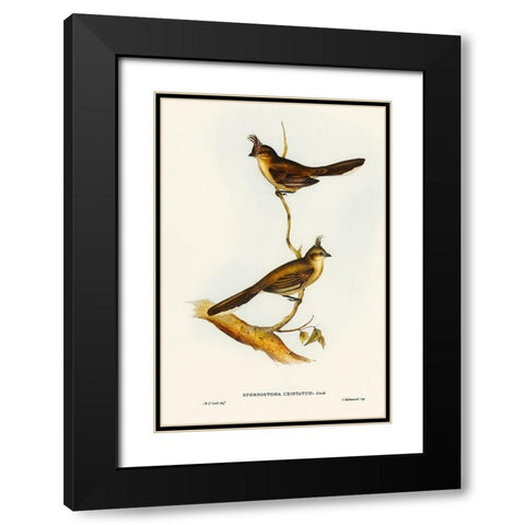 Crested Wedge-bill-Sphenostoma cristata Black Modern Wood Framed Art Print with Double Matting by Gould, John