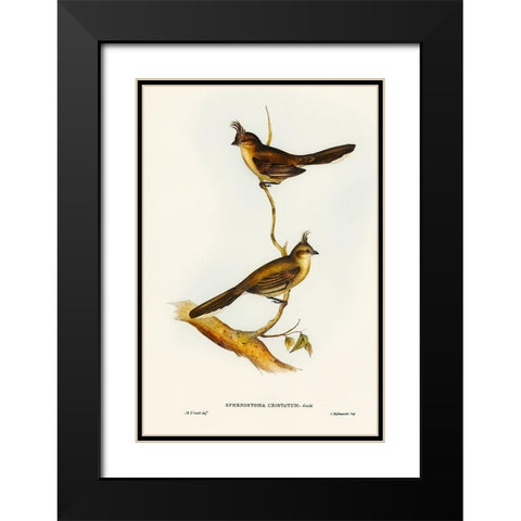 Crested Wedge-bill-Sphenostoma cristata Black Modern Wood Framed Art Print with Double Matting by Gould, John