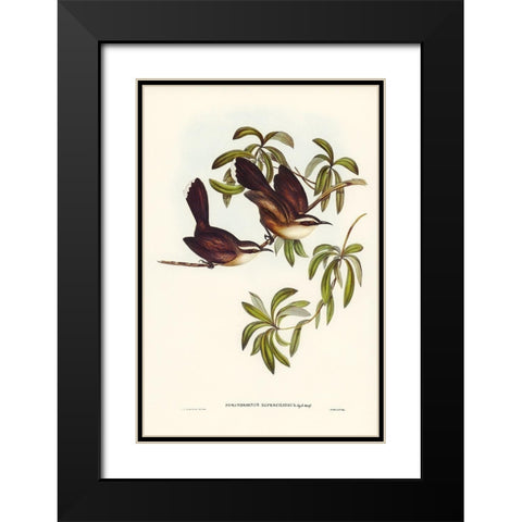 White-eyebrowed Pomatorhinus-Pomatorhinus superciliosus Black Modern Wood Framed Art Print with Double Matting by Gould, John