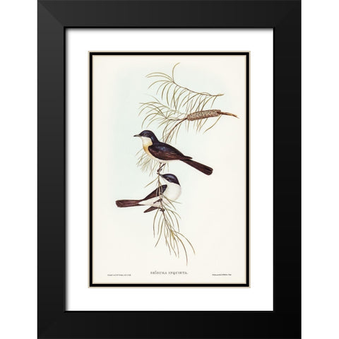 Restless Flycatcher-Seisura inquieta Black Modern Wood Framed Art Print with Double Matting by Gould, John