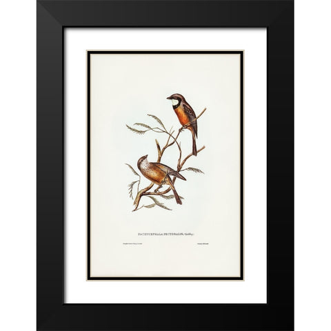 Banded Thickhead-Pachycephala pectoralis Black Modern Wood Framed Art Print with Double Matting by Gould, John
