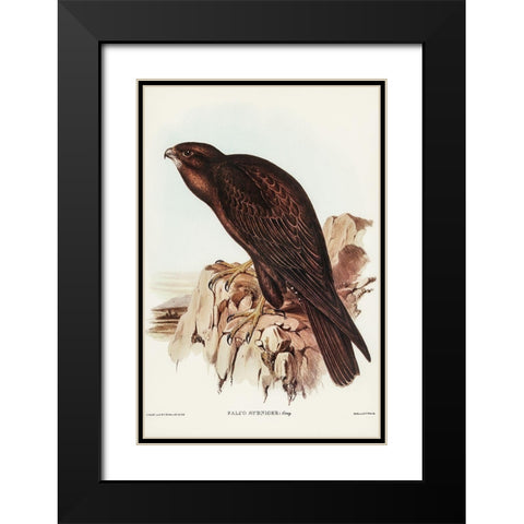 Black Falcon-Falco sunnier Black Modern Wood Framed Art Print with Double Matting by Gould, John