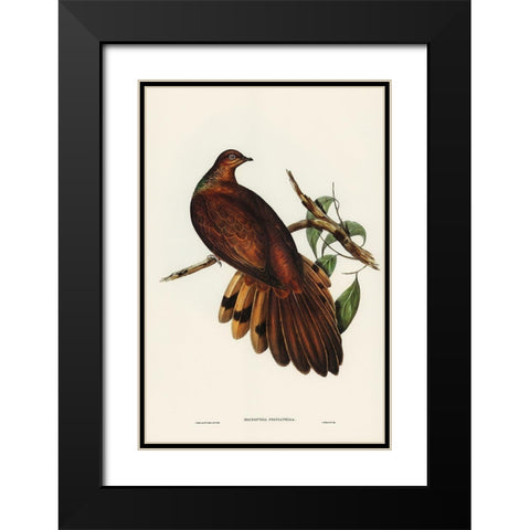 Pheasant-tailed Pigeon-Macropygia Phasianella Black Modern Wood Framed Art Print with Double Matting by Gould, John
