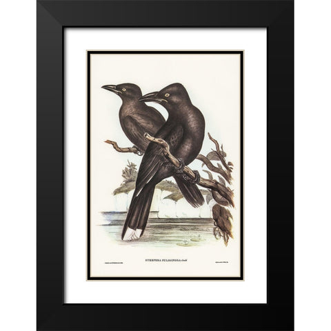 Sooty Crow-Shrike-Strepera fuliginose Black Modern Wood Framed Art Print with Double Matting by Gould, John