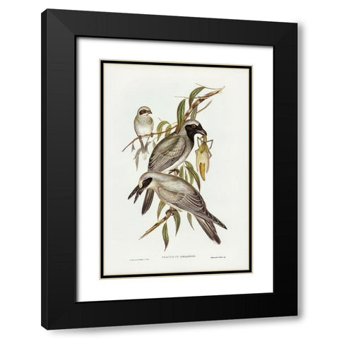 Black-faced cuckooshrike-Graucalus melanops Black Modern Wood Framed Art Print with Double Matting by Gould, John