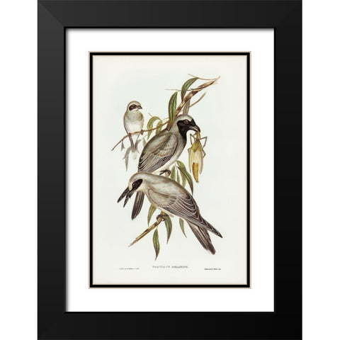 Black-faced cuckooshrike-Graucalus melanops Black Modern Wood Framed Art Print with Double Matting by Gould, John