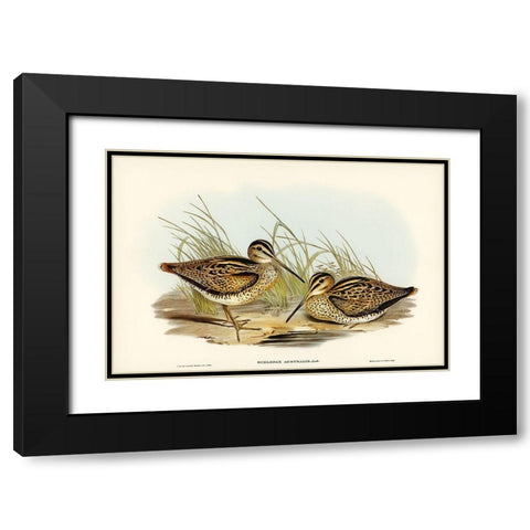 New Holland Snipe-Scolopax Australis Black Modern Wood Framed Art Print with Double Matting by Gould, John