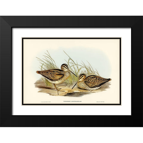 New Holland Snipe-Scolopax Australis Black Modern Wood Framed Art Print with Double Matting by Gould, John
