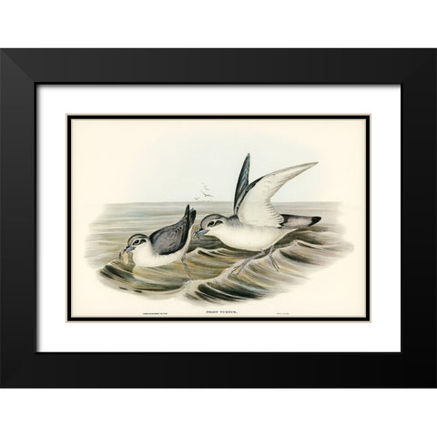 Dove-like Prion-Prion Turtur Black Modern Wood Framed Art Print with Double Matting by Gould, John
