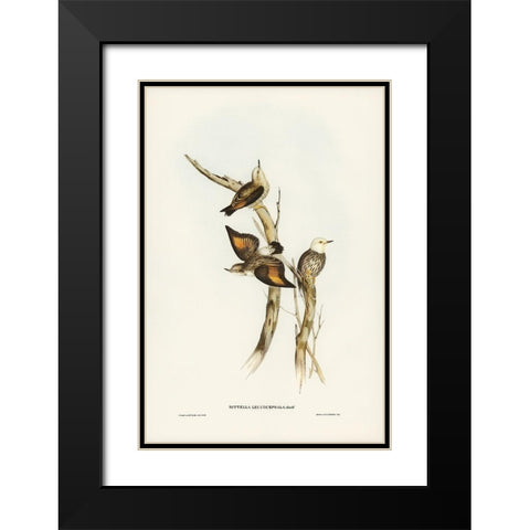 White-headed Sittella-Sittella leucocephala Black Modern Wood Framed Art Print with Double Matting by Gould, John