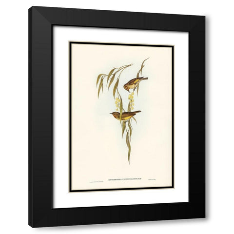 Red-throated Honey-eater-Entomophila rufogularis Black Modern Wood Framed Art Print with Double Matting by Gould, John