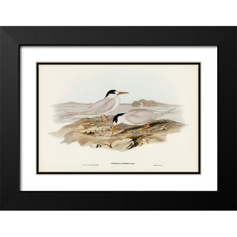 Australian Little Tern-Sternula Nereis Black Modern Wood Framed Art Print with Double Matting by Gould, John
