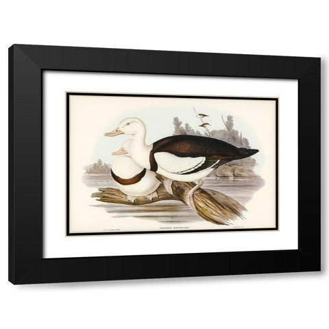 Radjah Shieldrake-Tadorna Radjah Black Modern Wood Framed Art Print with Double Matting by Gould, John