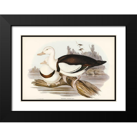 Radjah Shieldrake-Tadorna Radjah Black Modern Wood Framed Art Print with Double Matting by Gould, John